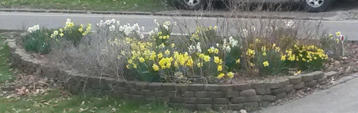 Daffodils