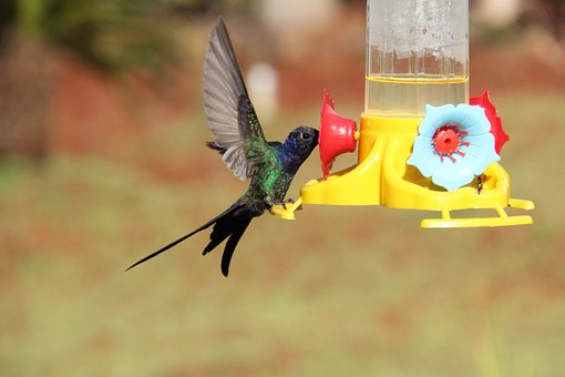 hummingbird-847904__340