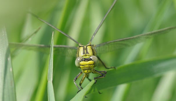 insect-dragonfly-vulgatissimus-yellow-dragonfly-80466