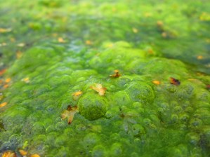 algae-1578953_960_720
