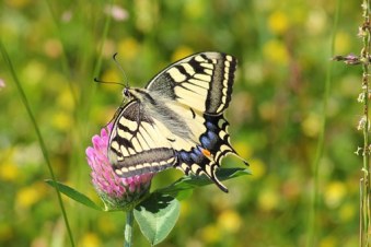 swallowtail-butterfly-364329__340
