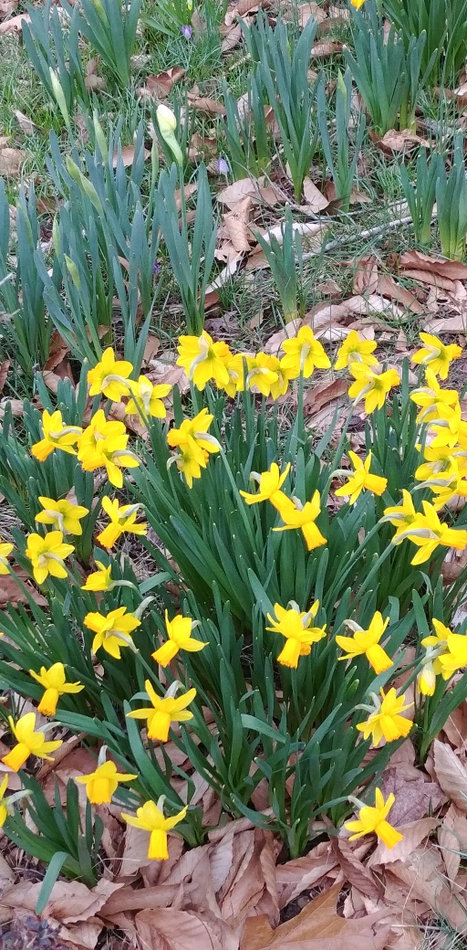 daffodils 2018