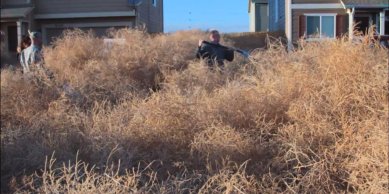 Tumbleweeds