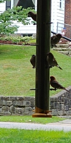 2018 finch family.jpg