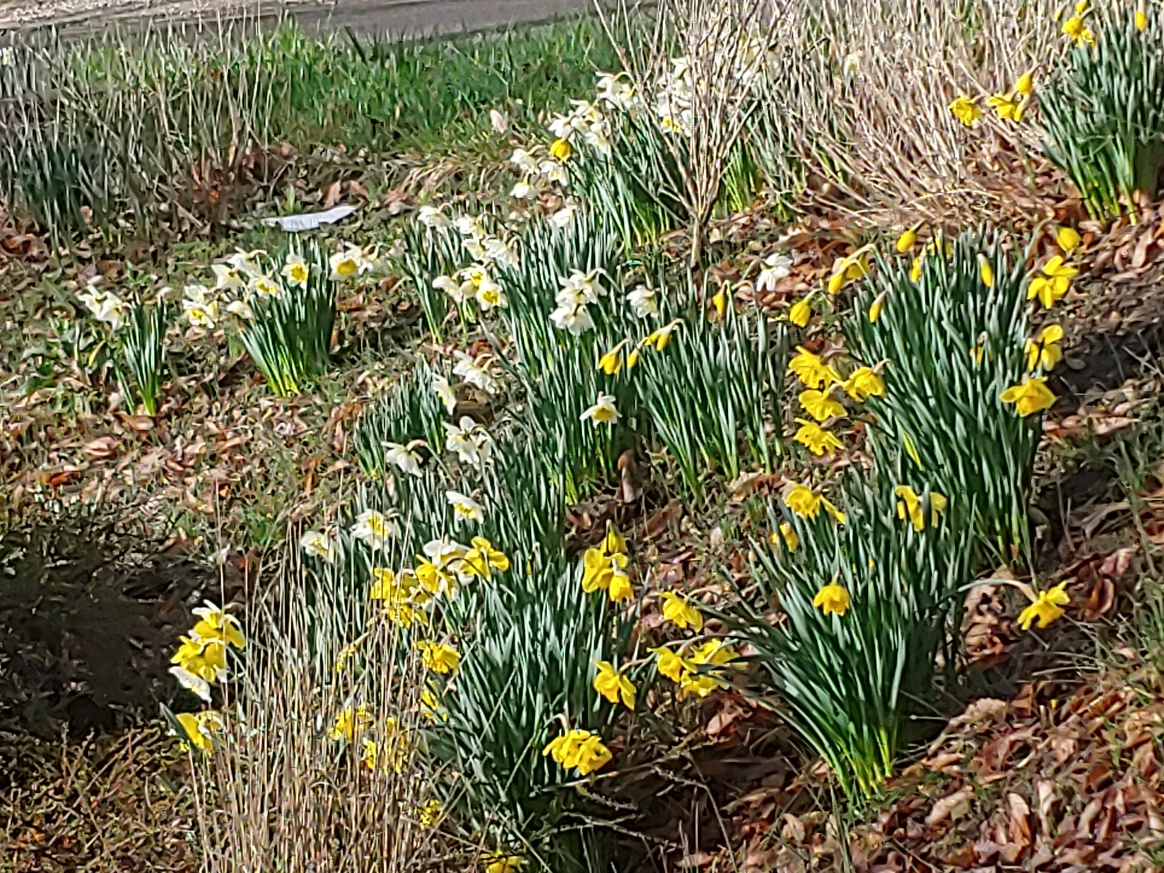 2020 daffodils 1