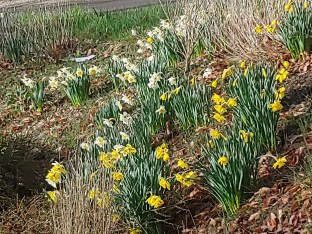 2020 daffodils 1